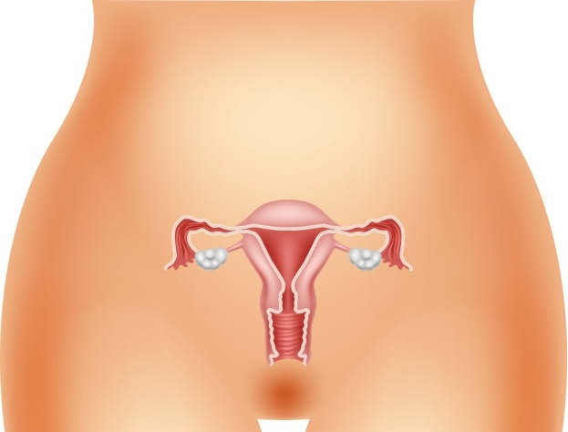 娇贵的子宫内膜——厚度多少才是正常的？